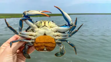 Pesquisa aponta vermes como aliados do caranguejo azul