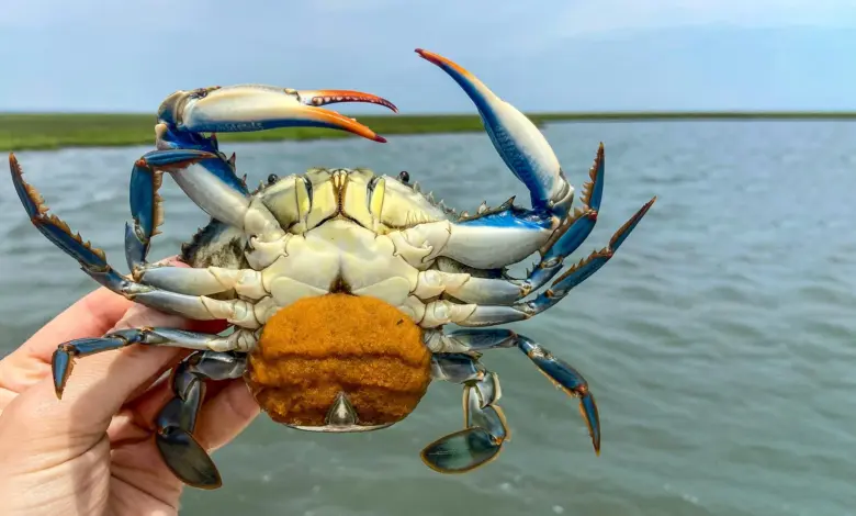 Pesquisa aponta vermes como aliados do caranguejo azul
