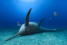 Descoberta revela fóssil de monstro marinho jurássico na Alemanha