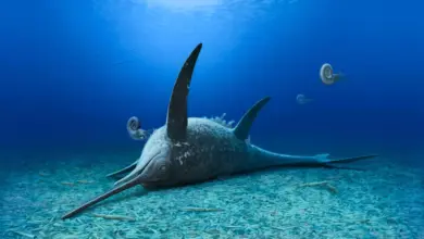 Descoberta revela fóssil de monstro marinho jurássico na Alemanha