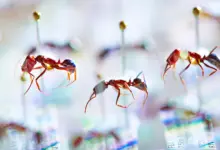 DNA antigo revela extinção de formigas em estudo genético