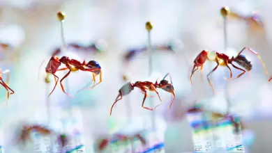 DNA antigo revela extinção de formigas em estudo genético