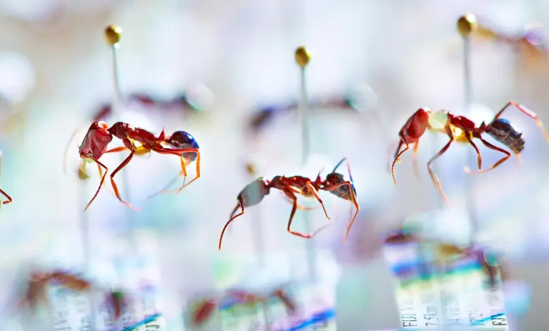 DNA antigo revela extinção de formigas em estudo genético