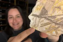 Cientistas identificam esporos raros em fóssil pré-dinossauros
