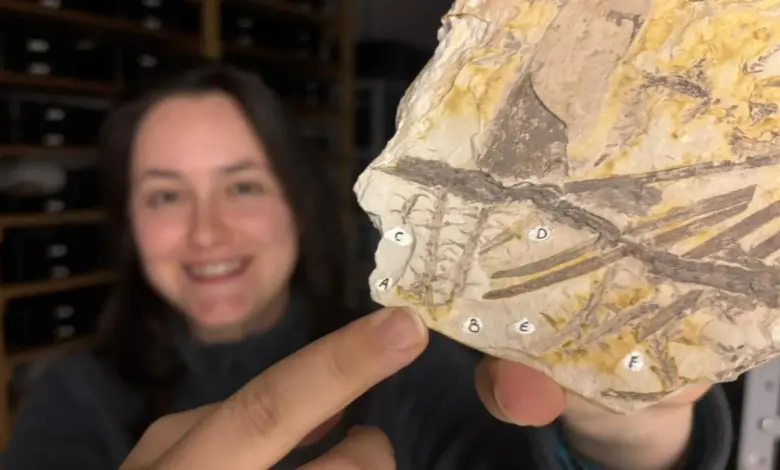 Cientistas identificam esporos raros em fóssil pré-dinossauros