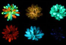 Plantas luminosas trazem design sustentável para a decoração