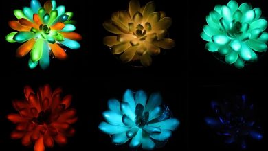 Plantas luminosas trazem design sustentável para a decoração