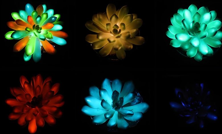 Plantas luminosas trazem design sustentável para a decoração
