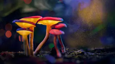 Pesquisa revela evolução dupla de psicodélicos em cogumelos