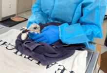 Veterinários salvam gaivota com anzol, pesquisa avalia técnica