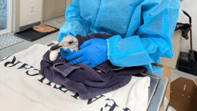 Veterinários salvam gaivota com anzol, pesquisa avalia técnica
