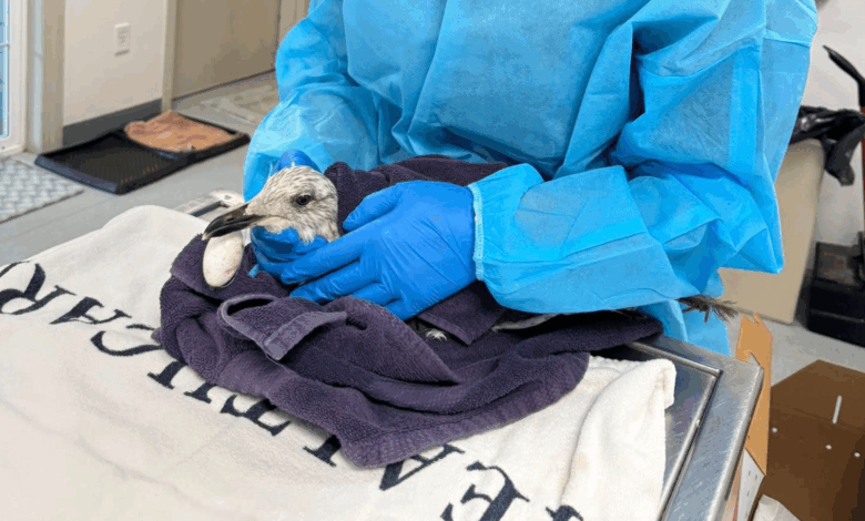 Veterinários salvam gaivota com anzol, pesquisa avalia técnica