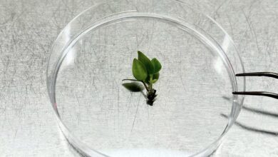 Cientistas correm para preservar árvore rara, aponta pesquisa