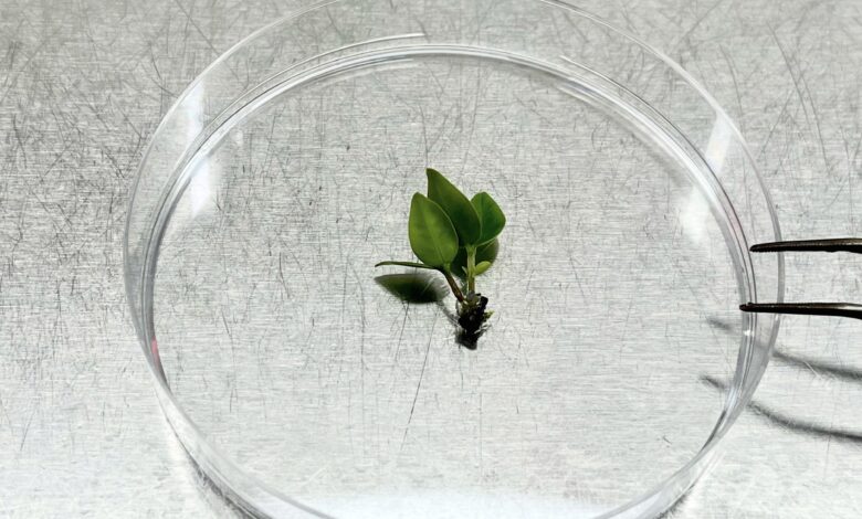 Cientistas correm para preservar árvore rara, aponta pesquisa