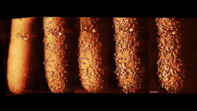 Pesquisa mostra como antibióticos destroem defesas bacterianas
