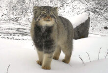 Pesquisa registra Pallas’s cat raro no Himalaia