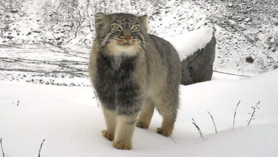 Pesquisa registra Pallas’s cat raro no Himalaia