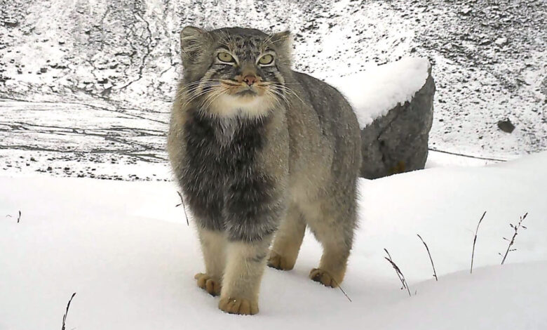 Pesquisa registra Pallas’s cat raro no Himalaia