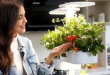 Design sustentável: como plantar suas próprias hortas urbanas