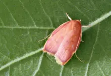 Pesquisa revela como mariposa enganou cientistas por décadas
