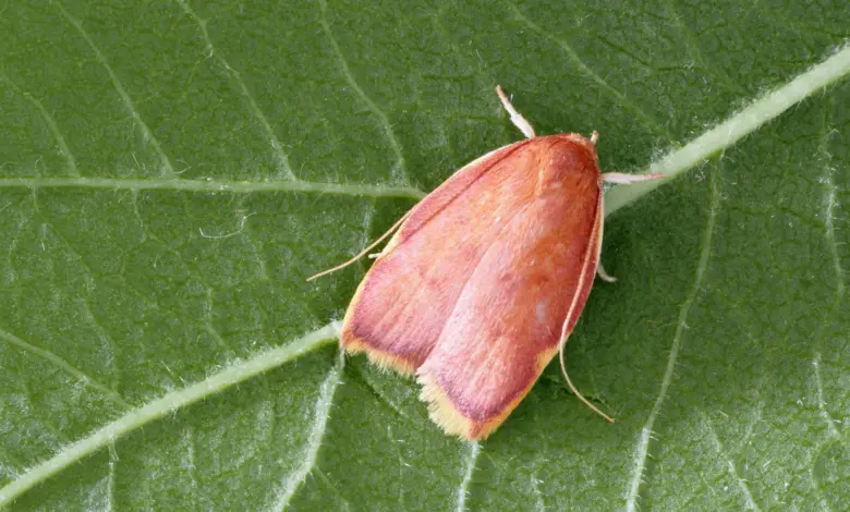 Pesquisa revela como mariposa enganou cientistas por décadas