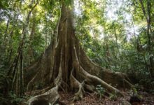 Pesquisa revela aumento do diâmetro das árvores da Amazônia por CO2