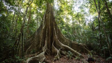 Pesquisa revela aumento do diâmetro das árvores da Amazônia por CO2