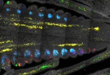 Cientistas identificam descoberta-chave no controle do crescimento vegetal
