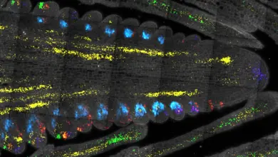 Cientistas identificam descoberta-chave no controle do crescimento vegetal