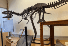 Paleontólogo amador inaugura museu de fósseis em descoberta
