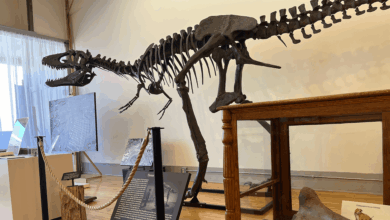 Paleontólogo amador inaugura museu de fósseis em descoberta
