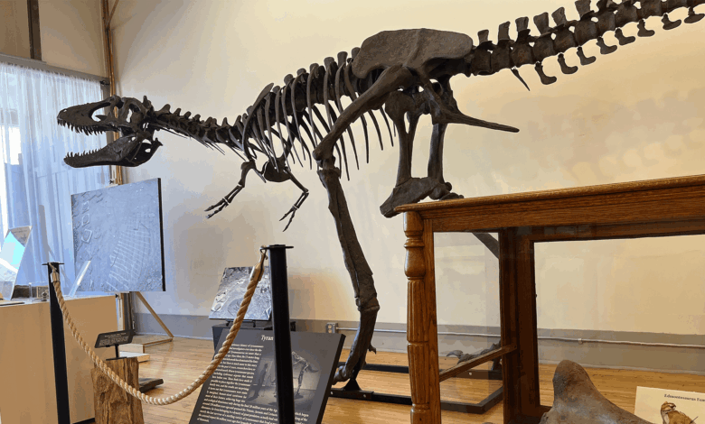 Paleontólogo amador inaugura museu de fósseis em descoberta