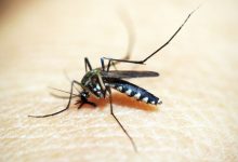 SUS registra R$ 1,2 bi em custos de dengue e chikungunya