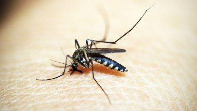 SUS registra R$ 1,2 bi em custos de dengue e chikungunya