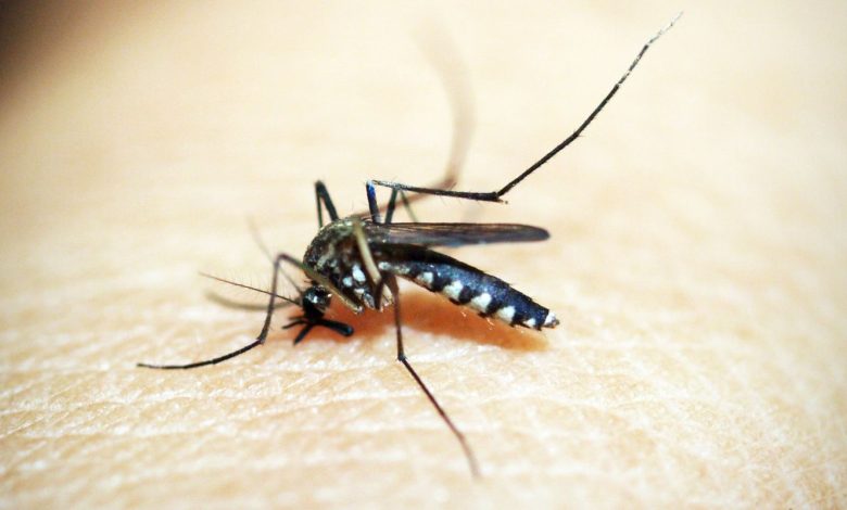 SUS registra R$ 1,2 bi em custos de dengue e chikungunya