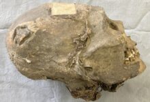 Pesquisa revela que cabeça mumificada de 350 anos intriga ciência