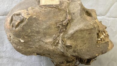 Pesquisa revela que cabeça mumificada de 350 anos intriga ciência