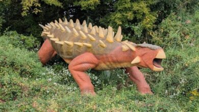Parque temático coloca dinossauros em venda no Facebook
