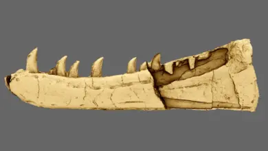 Pesquisa identifica fóssil galês de 125 anos como dinossauro