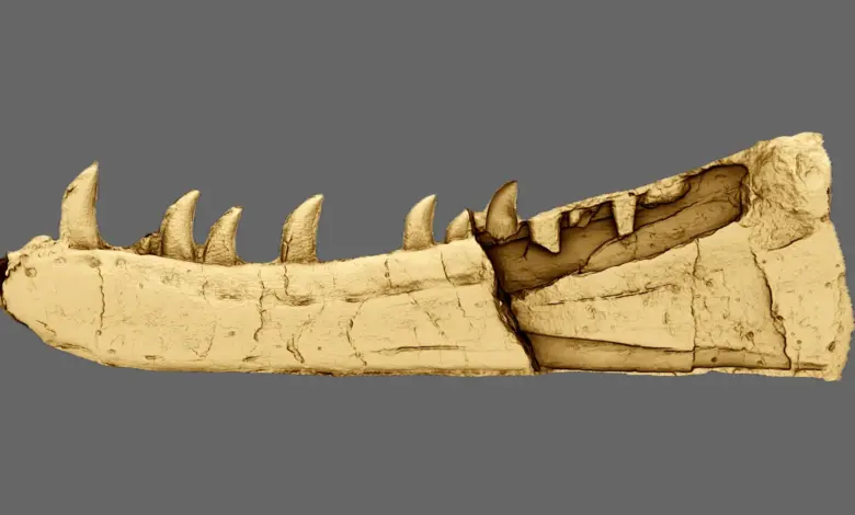 Pesquisa identifica fóssil galês de 125 anos como dinossauro