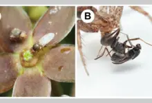 Estudo revela flor que atrai moscas com odor de formiga morta