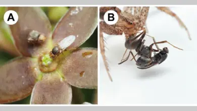 Estudo revela flor que atrai moscas com odor de formiga morta