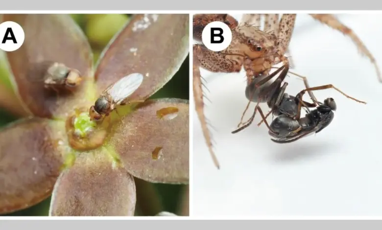 Estudo revela flor que atrai moscas com odor de formiga morta