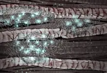 Harvard desenvolve tecnologia que transforma cabelo em material ecológico