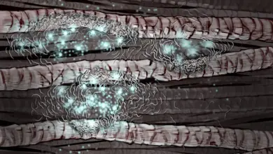 Harvard desenvolve tecnologia que transforma cabelo em material ecológico