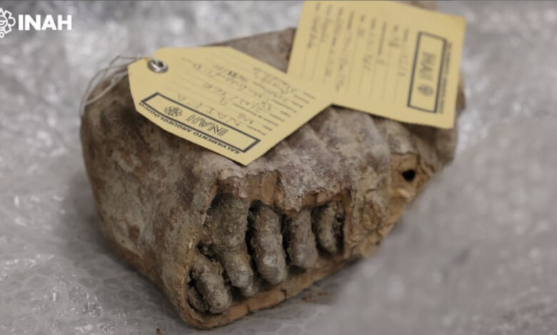 Estudo de DNA revela enigmas genéticos nos mamutes do México