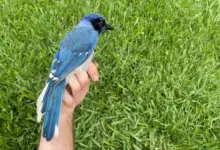 Estudo registra híbrido raro de aves em quintal do Texas