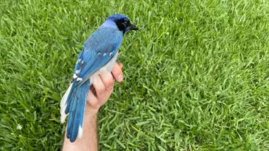 Estudo registra híbrido raro de aves em quintal do Texas