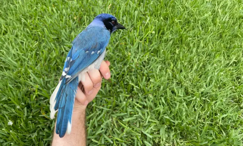 Estudo registra híbrido raro de aves em quintal do Texas