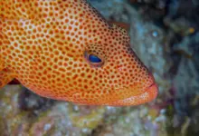 Estudo revela mudança inédita em cantos de peixe ao longo de 12 anos